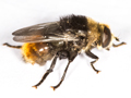 Merodon equestris